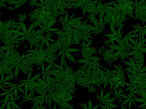 綠色大麻葉以重複圖案覆蓋黑色背景。 — 420 壁紙