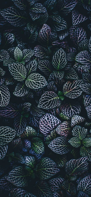 植物 iPhone — Galaxy A57 壁紙