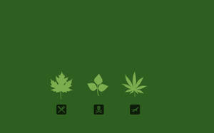 綠色背景上三個風格化葉子圖示，下方有符號 — 大麻 壁紙