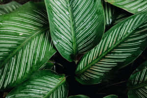 帶有白色葉脈的亮綠色葉子，覆蓋著水珠。 — 植物美學 壁紙