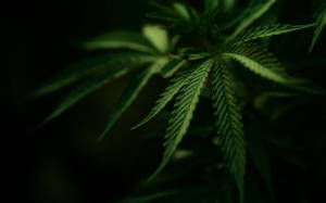 黑色背景下深綠色大麻葉特寫 — 植物美學 壁紙