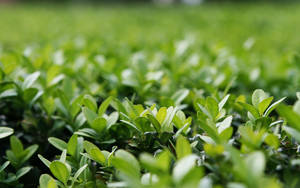 淺景深下茂密綠色黃楊葉的特寫。 — 淺綠色系 壁紙