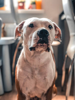 一隻淺棕色和白色的鬥牛犬坐在室內，溫柔地看著鏡頭。 — 白兔 壁紙