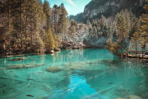 碧綠的湖泊，魚兒在游泳，周圍環繞著松樹和山脈。 — 土耳其藍 壁紙