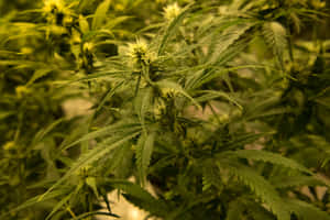 人造燈光下帶有萌芽花朵的大麻植物特寫。 — 植物美學 壁紙