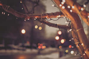 光禿禿的樹枝上點綴著閃爍的仙女燈飾，在雪夜環境中。 — 聖誕燈飾 壁紙