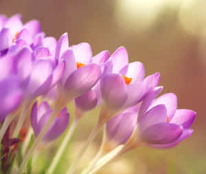柔和陽光下帶橙色中心的紫色番紅花花朵。 — 春天花朵 壁紙