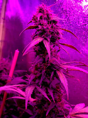 潮濕室內種植室中，紫色生長燈下的大麻植物。 — 暗紫色美學 壁紙