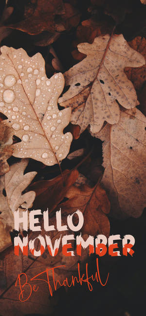 帶有露珠的秋葉和 hello november be thankful 文字。