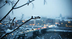 夜晚模糊城市前的積雪樹枝與發光的燈光。 — 天氣 壁紙