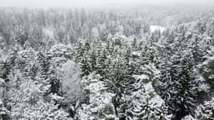 灰色天空下，冬日森林中積雪的松樹。 — 冬季風景 壁紙