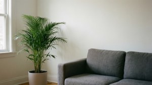 灰色沙發在明亮房間的窗邊盆栽棕櫚旁邊。 — 灰色美學動圖 壁紙