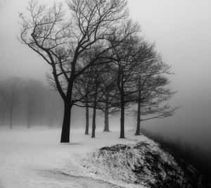 寂靜冬日裡，雪霧中的光禿樹木。 — 樹木 壁紙