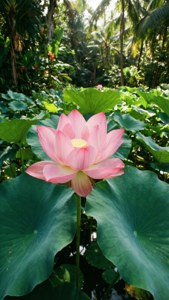 熱帶池塘中一朵帶有大片綠葉的粉紅色蓮花。 — 蓮花 GIF 壁紙