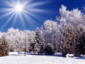 在明亮的藍天下，雪地森林中結霜的樹木和閃耀的太陽。 — 冬季風景 壁紙
