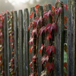 清晨柔光中，木籬笆上紅色常春藤的特寫。 — 美學秋季 壁紙