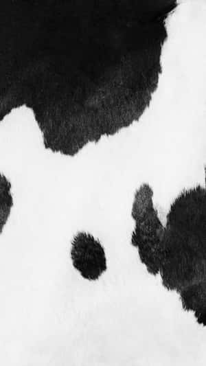黑白牛皮紋理，帶有柔軟毛髮和自然圖案。 — 插畫 iPhone 壁紙