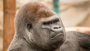 一隻在動物園圍欄內表情嚴肅的銀背大猩猩。 — 大猩猩 壁紙