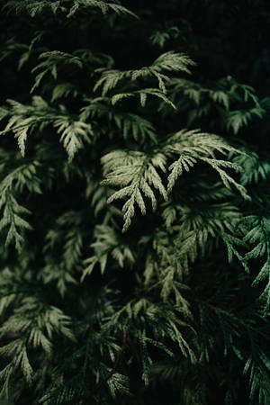 特寫深綠色常綠樹枝，帶有詳細的針葉圖案。 — 綠色植物 壁紙