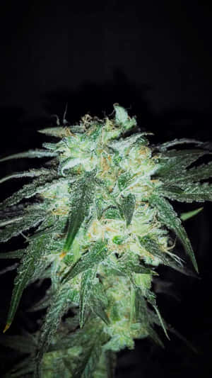 特寫鏡頭：一株大麻植物在人造光下帶有霜狀毛狀體。 — OLED 壁紙
