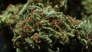 綠色大麻花蕾的特寫，可見毛狀體和棕色雌蕊。 — 大麻 壁紙