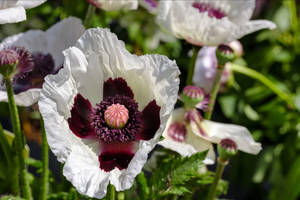 白色罌粟花，深栗色花心，在綠色花園中盛開