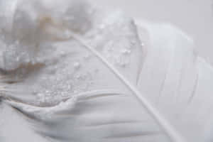 一片白色羽毛覆蓋著霜，柔和的灰色背景。 — 美學白 壁紙