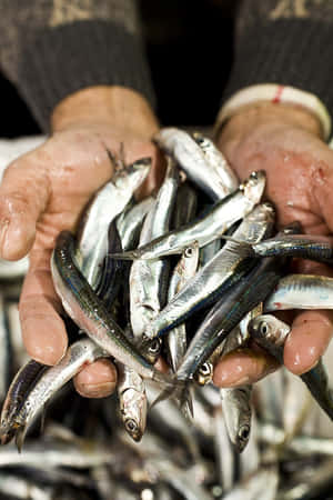 在魚市場捧著新鮮沙丁魚的雙手。 — 魚 GIF 壁紙