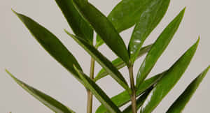 光澤綠色ZZ植物葉片從莖部放射而出，襯以灰色背景。 — 植物美學 壁紙