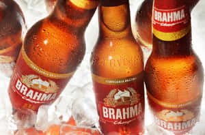 冰涼的 Brahma 啤酒瓶放在冰塊中，帶有冷凝水珠。 — 啤酒 壁紙