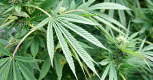 自然光下大麻植物葉片和花蕾的特寫。 — 吸大麻 壁紙