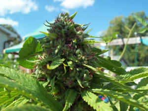 特寫鏡頭：在藍天下，一株大麻植物，有綠色葉子和紫色雌蕊。 — 淺綠色系 壁紙