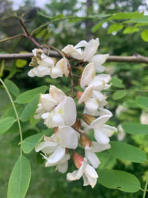森林環境中，樹枝上的白花和綠葉。 — 3:4 壁紙