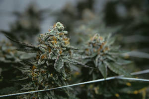 特寫鏡頭：帶有霜和橙色雌蕊的大麻花蕾。 — 大麻 壁紙