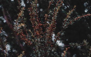 深色森林樹枝，帶有紅色漿果和綠葉，柔焦效果。 — 花園 壁紙
