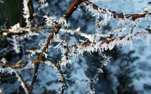 雪白冬日場景中結霜的樹枝。 — 水晶 壁紙