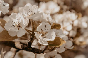 白色花朵，深色雄蕊，花瓣上有一隻小蜘蛛，柔焦效果。 — 米色 壁紙
