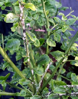 綠色柑橘植物莖幹，帶有白色蚜蟲和露珠葉片。 — 植物美學 壁紙