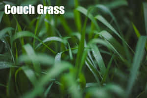 翠綠百慕達草葉片上的露珠特寫。 — 攝影 壁紙