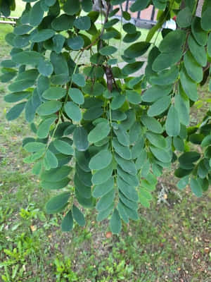 花園環境中樹枝上茂密的綠葉。 — 3:4 壁紙