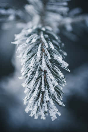 冬日帶冰晶的霜雪松枝 — 寒冷 壁紙