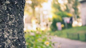 特寫鏡頭：陽光普照的花園中，長滿地衣的樹幹。 — 自然風景動圖 壁紙