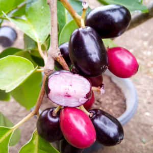 一串成熟的 jabuticaba 果實掛在帶有綠葉的樹枝上。 — 攝影 壁紙