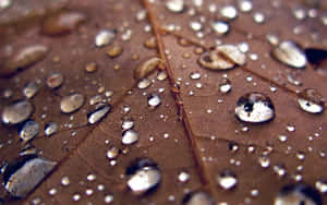 棕色秋葉上閃閃發光的雨滴，葉脈清晰可見