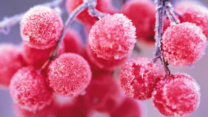 冬日樹枝上結霜的紅色漿果 — 莓果 壁紙