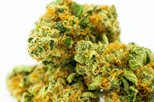 特寫：白色背景上帶有金色毛狀體的綠色大麻花蕾 — 大麻 壁紙