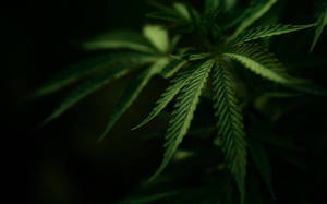 黑暗中發光的大麻葉特寫 — 吸大麻 壁紙