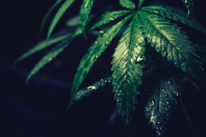在黑暗背景下閃爍露珠的大麻葉 — 暗色花卉 壁紙