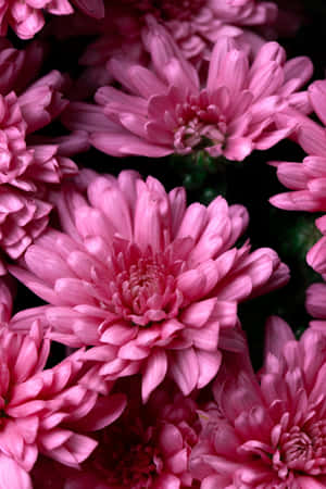 一簇粉紅色菊花，花瓣層層疊疊。 — POCO Pad 壁紙