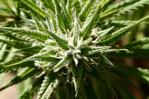 大麻植物特寫，帶有霜狀毛狀體和鋸齒狀綠葉。 — MacBook Air 壁紙